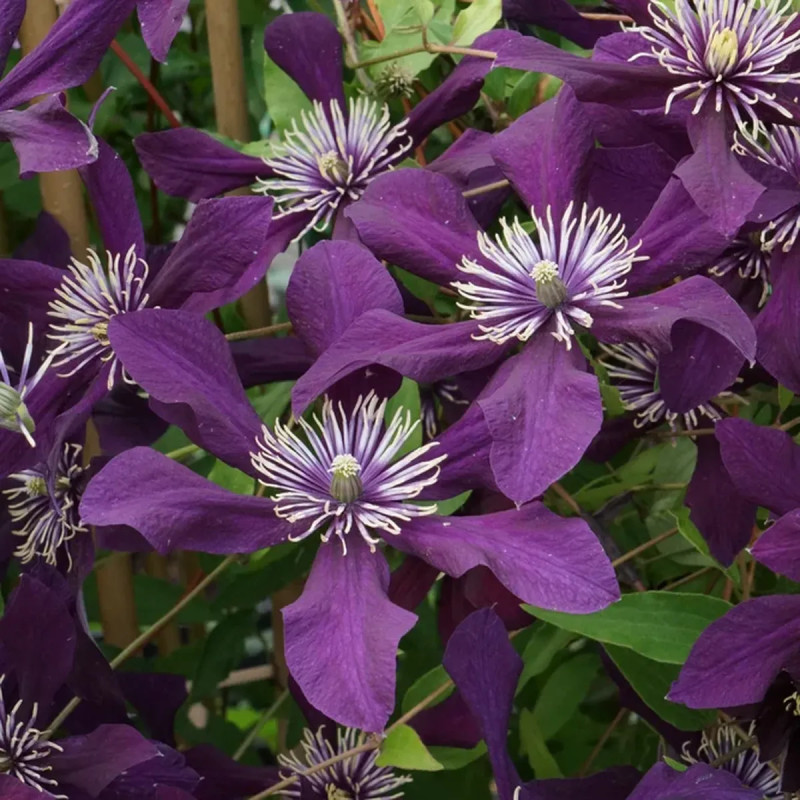 Clématite integrifolia 'Panther' - Clematis | Achat producteur
