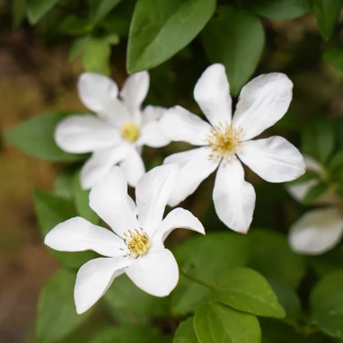 Clématite 'Huldine' - Clematis | Achat direct au producteur