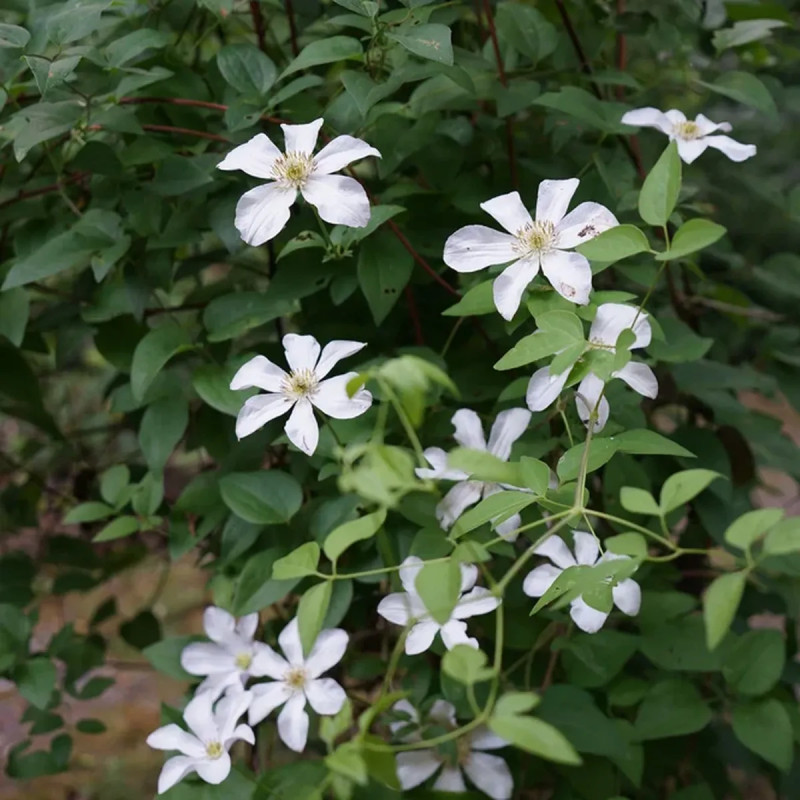Clématite 'Huldine' - Clematis | Achat direct au producteur