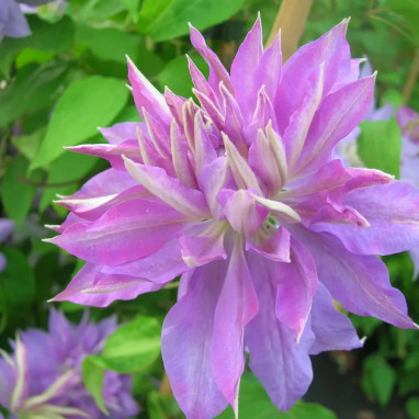 Clématite 'Teshio' - Clematis | Achat direct au producteur