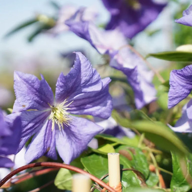 Clématite 'Perle d'Azur' - Clematis | Achat direct au producteur