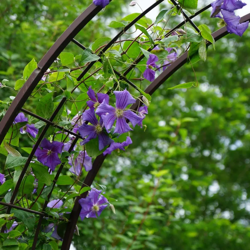 Clématite 'Perle d'Azur' - Clematis | Achat direct au producteur