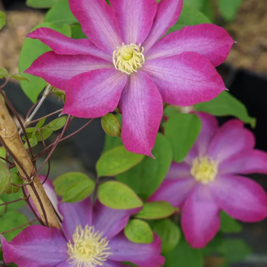 Clématite 'Pink Champagne' ('Kakio') - Clematis | Achat producteur
