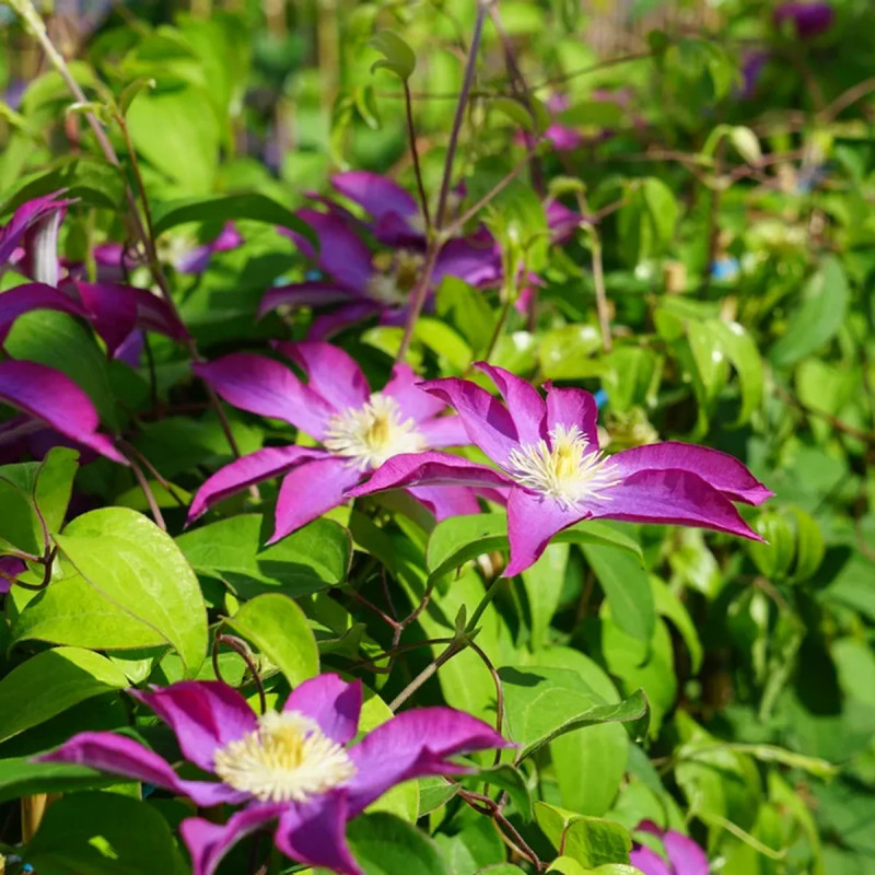 Clématite 'Pink Champagne' ('Kakio') - Clematis | Achat producteur