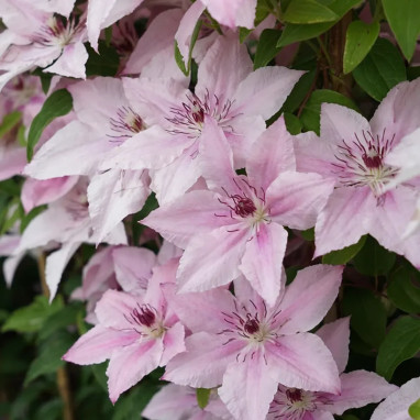 Clématite 'Pink Fantasy' - Clematis | Achat direct au producteur