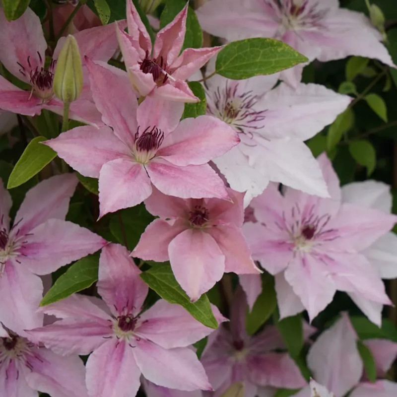 Clématite 'Pink Fantasy' - Clematis | Achat direct au producteur