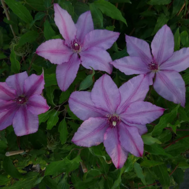 Clématite 'John Warren' - Clematis | Achat direct au producteur
