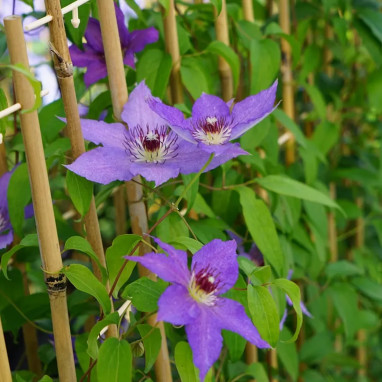 Clématite 'Kathleen Dunford' - Clematis | Achat direct au producteur