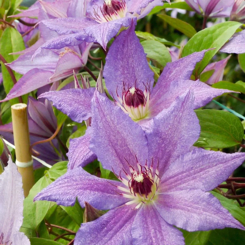 Clématite 'Kathleen Dunford' - Clematis | Achat direct au producteur