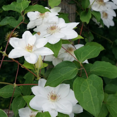 Clématite 'Mrs Georges Jackman' - Clematis | Achat producteur