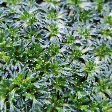 Azorella trifurcata 'Nana' - Azorella | Achat direct au producteur