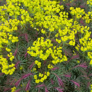 Euphorbia cyparissias 'Clarice Howard' - Euphorbia | Achat producteur