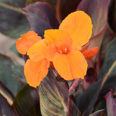 Canna 'Andaloucia' - Balisier haut | Achat direct au producteur