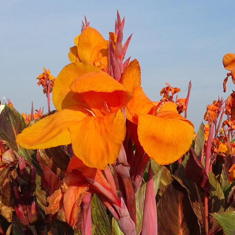 Canna 'Andaloucia' - Balisier haut | Achat direct au producteur