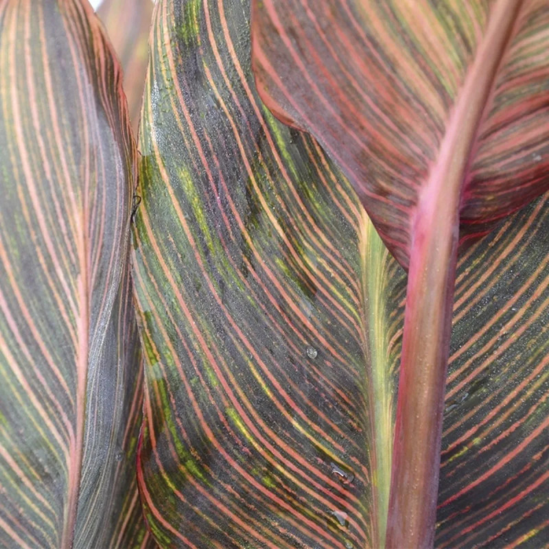 Canna 'Andaloucia' - Balisier haut | Achat direct au producteur