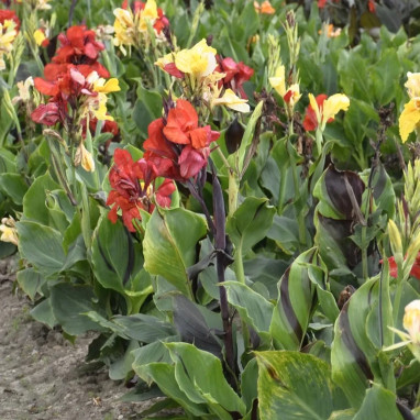 Canna 'Cleopatra' - Balisier haut | Achat direct au producteur