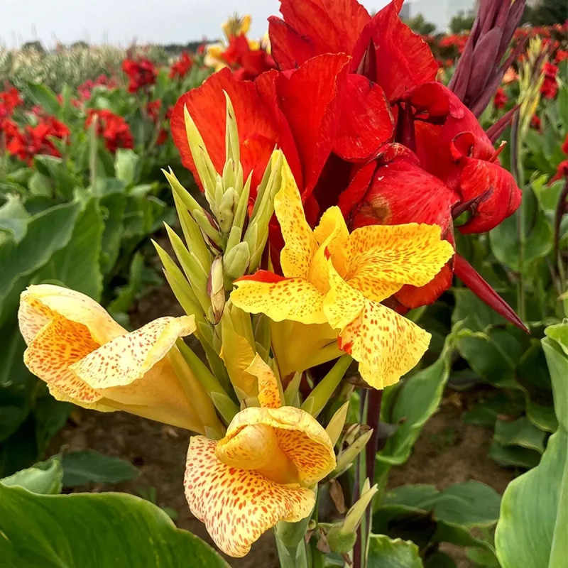 Canna 'Cleopatra' - Balisier haut | Achat direct au producteur