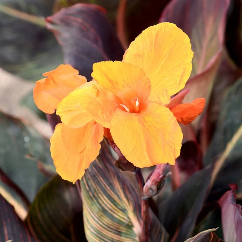 Canna Panach' - Canna indica | Achat direct au producteur