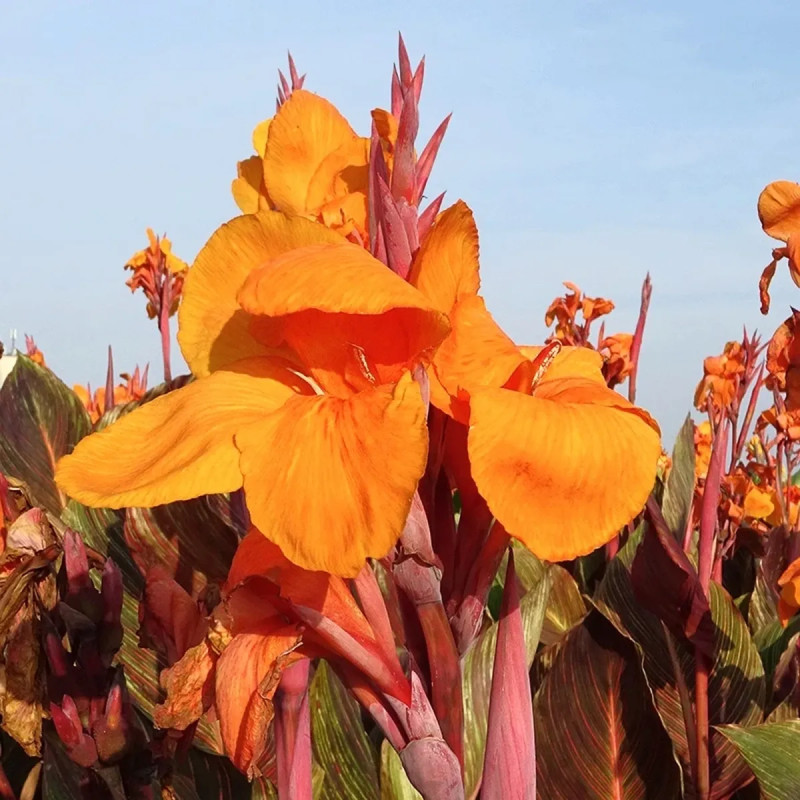 Canna Panach' - Canna indica | Achat direct au producteur