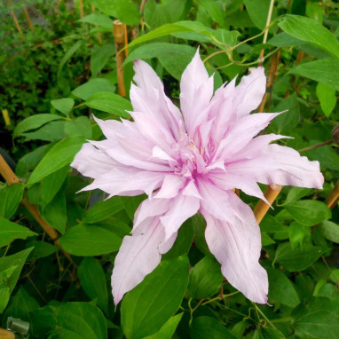 Clématite 'Mrs Spencer Castle' - Clematis | Achat producteur