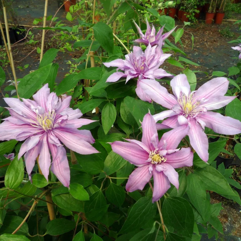 Clématite 'Mrs Spencer Castle' - Clematis | Achat producteur