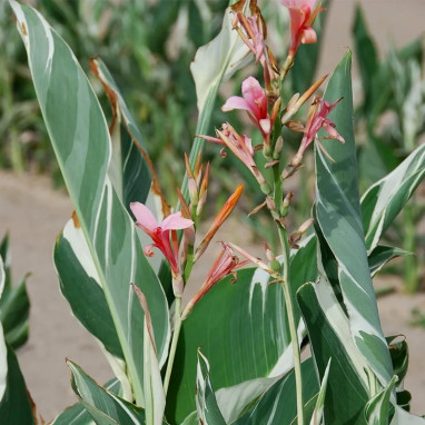 Canna géant Stuttgart - Canna indica | Achat direct au producteur