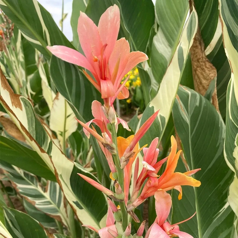 Canna géant Stuttgart - Canna indica | Achat direct au producteur