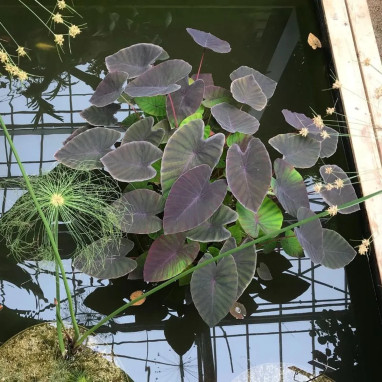 Colocasia esculenta 'Black Magic' - Oreille d'éléphant | Achat producteur