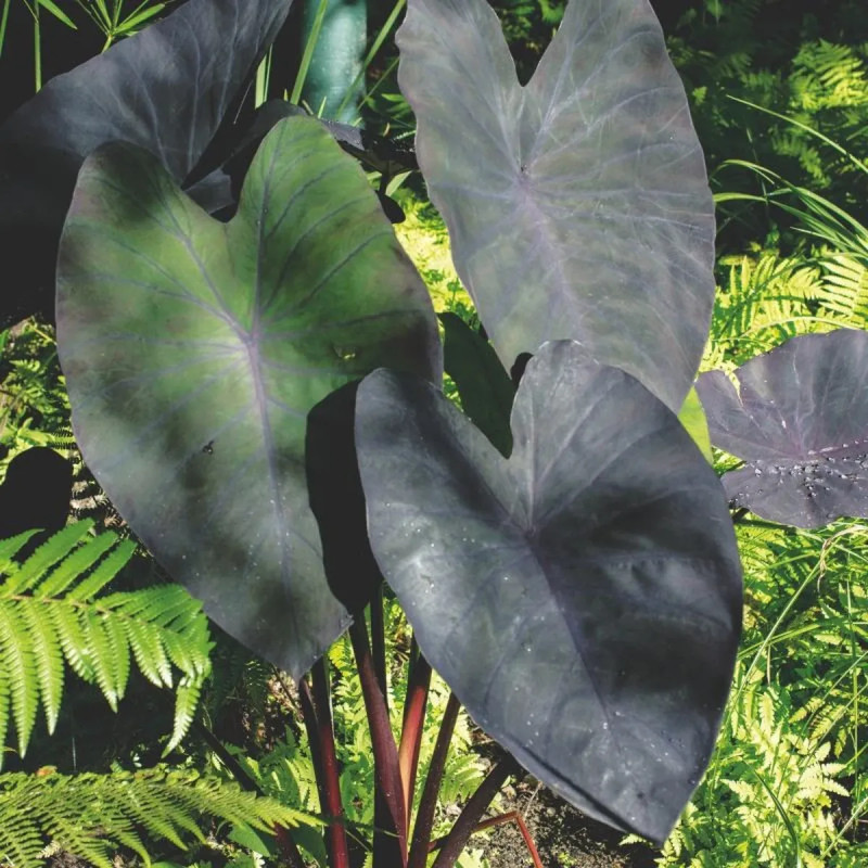 Colocasia esculenta 'Black Magic' - Oreille d'éléphant | Achat producteur