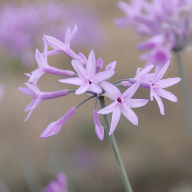 Tulbaghia violacea 'Silver Lace' - Ail des jardins | Achat producteur