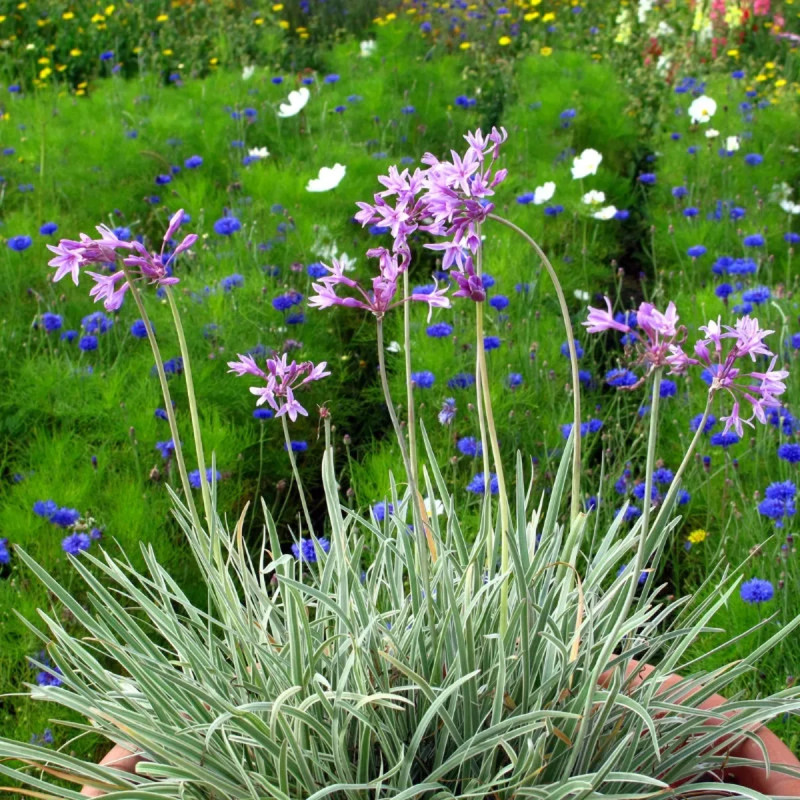 Tulbaghia violacea 'Silver Lace' - Ail des jardins | Achat producteur
