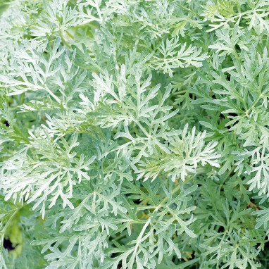Absinthe Commune - Artemisia absinthium | Achat direct au producteur