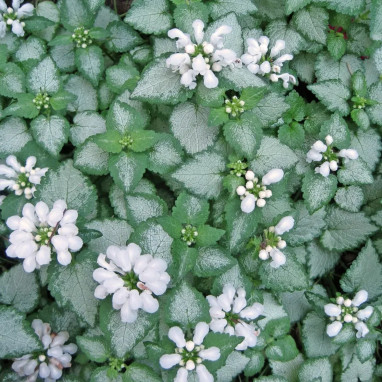 Lamium maculatum 'White Nancy' - Lamium | Achat producteur