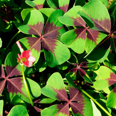 Oxalis deppei - Faux trèfle à 4 feuilles | Achat direct au producteur