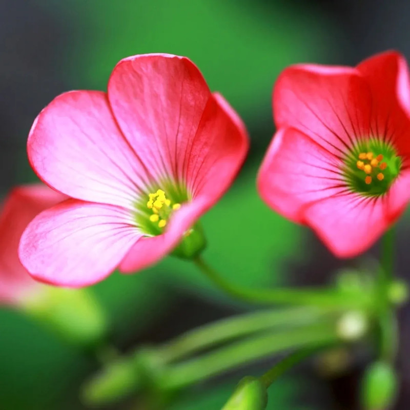 Oxalis deppei - Faux trèfle à 4 feuilles | Achat direct au producteur