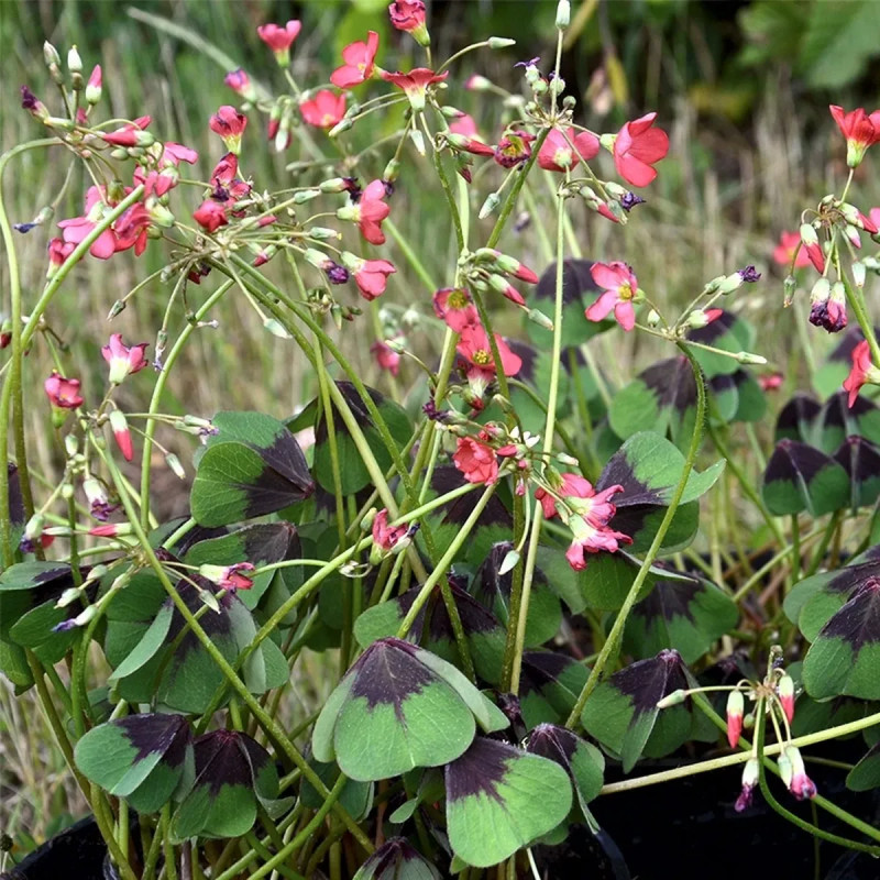 Oxalis deppei - Faux trèfle à 4 feuilles | Achat direct au producteur