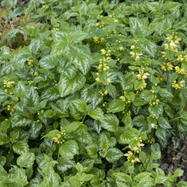 Lamiastrum galeobdolon 'Florentinum' | Achat direct au producteur