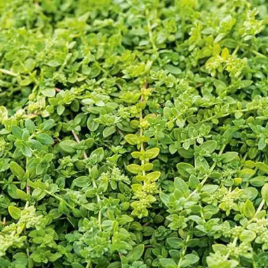 Herniaria glabra - Herniaria | Achat direct au producteur