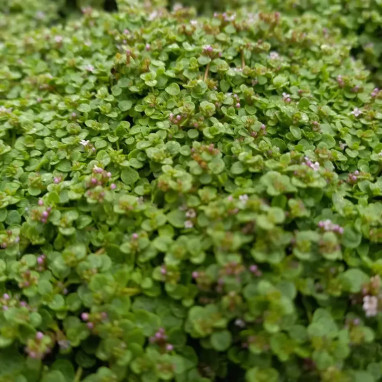 Mentha requienii - Mentha | Achat direct au producteur