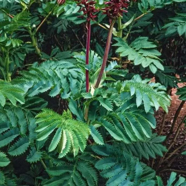 Melianthus major - Melianthus | Achat direct au producteur