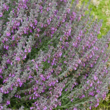 Teucrium X lucydris - Teucrium | Achat direct au producteur