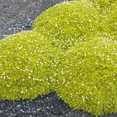 Sagina subulata 'Aurea' - Sagina | Achat direct au producteur