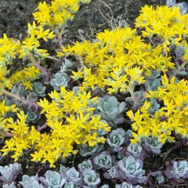 Sedum spathulifolium 'Purpureum' - Sedum | Achat direct au producteur