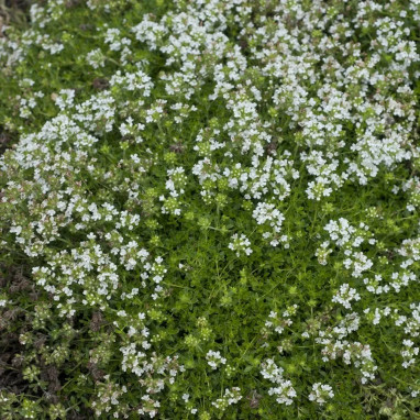 Thymus serpyllum praecox 'Albiflorus' | Achat direct au producteur