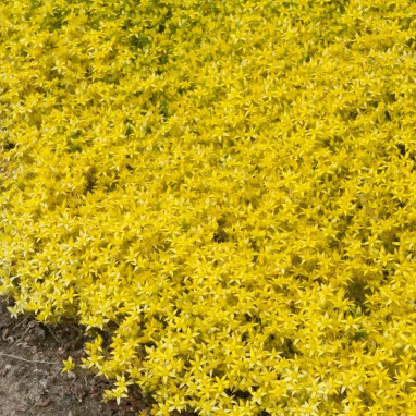 Sedum acre - Sedum | Achat direct au producteur