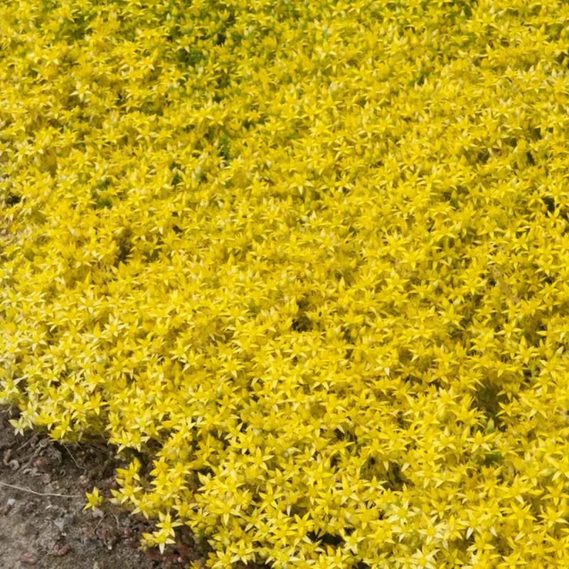 Sedum acre - Sedum | Achat direct au producteur