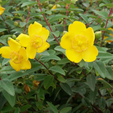 Millepertuis 'Hidcote' - Hypericum | Achat direct au producteur