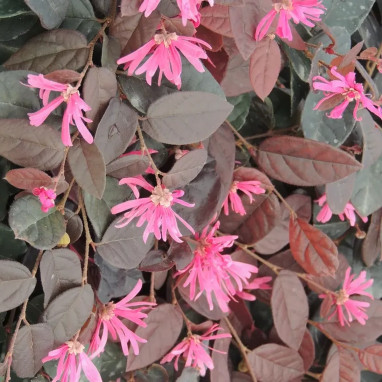 Loropetalum 'Fire Dance' - Loropetalum | Achat direct au producteur