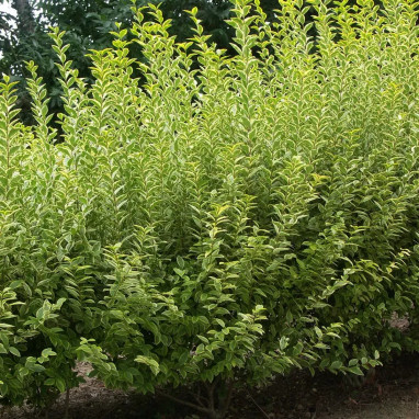 Ligustrum ovalifolium 'Aureum' - Ligustrum | Achat producteur