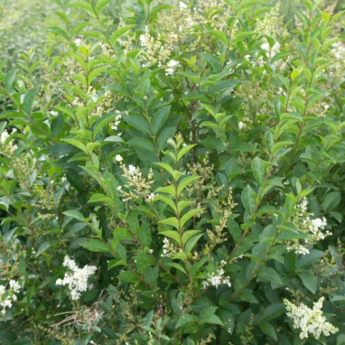 Ligustrum ovalifolium - Troène à feuilles ovales | Achat producteur